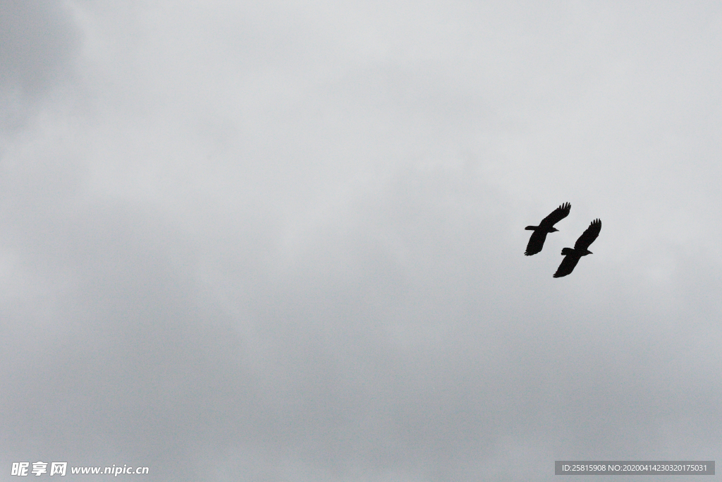 大雁空山鸟语图片