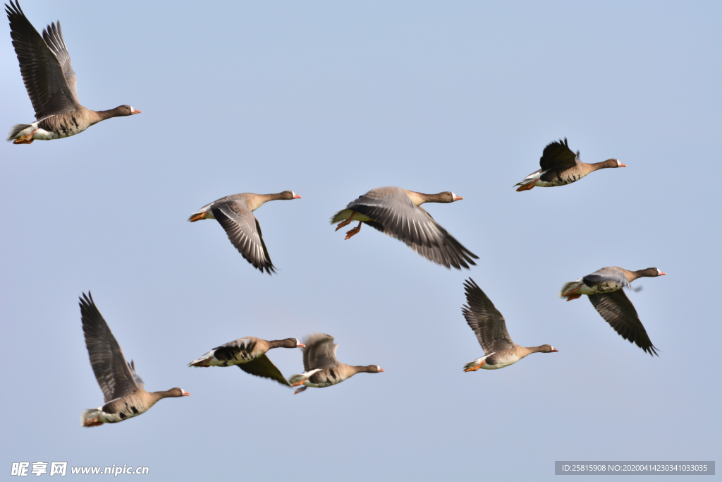 大雁空山鸟语图片