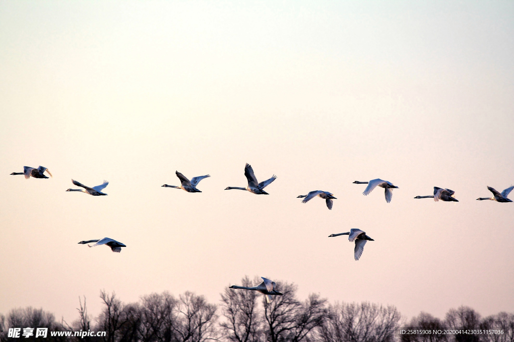 大雁空山鸟语图片