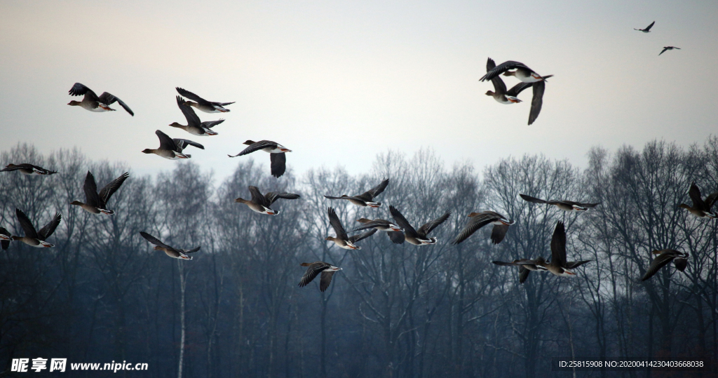 大雁空山鸟语图片