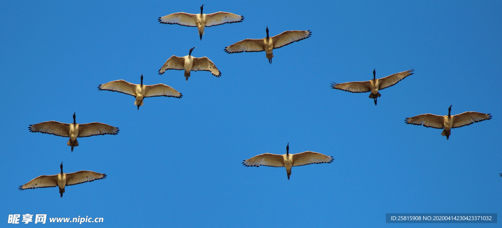 大雁空山鸟语图片