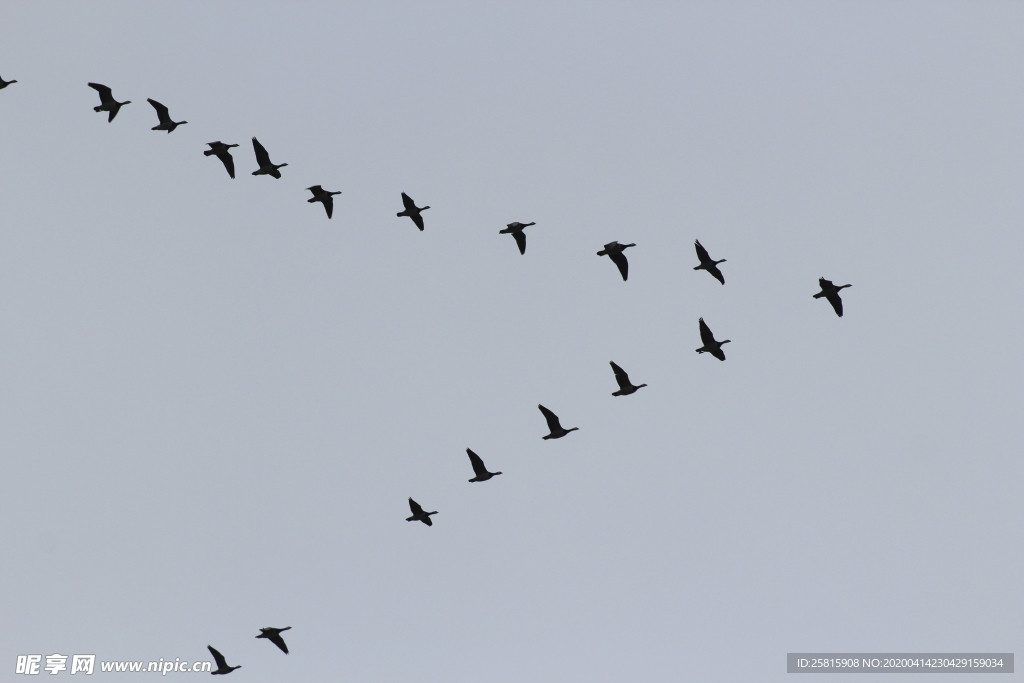 大雁空山鸟语图片