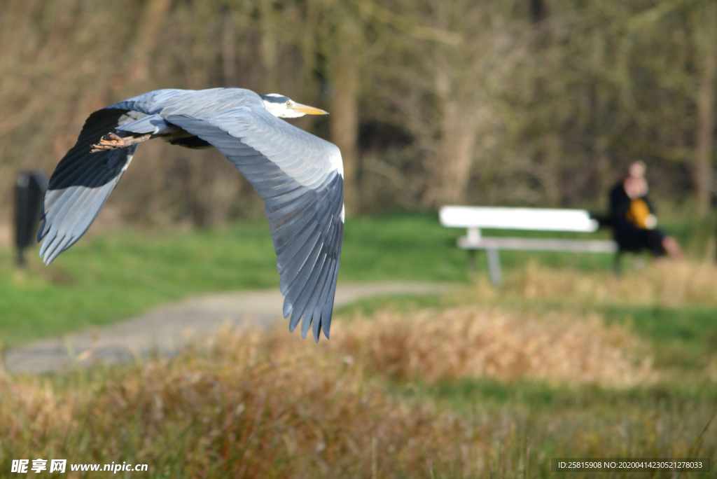 苍鹭空山鸟语图片