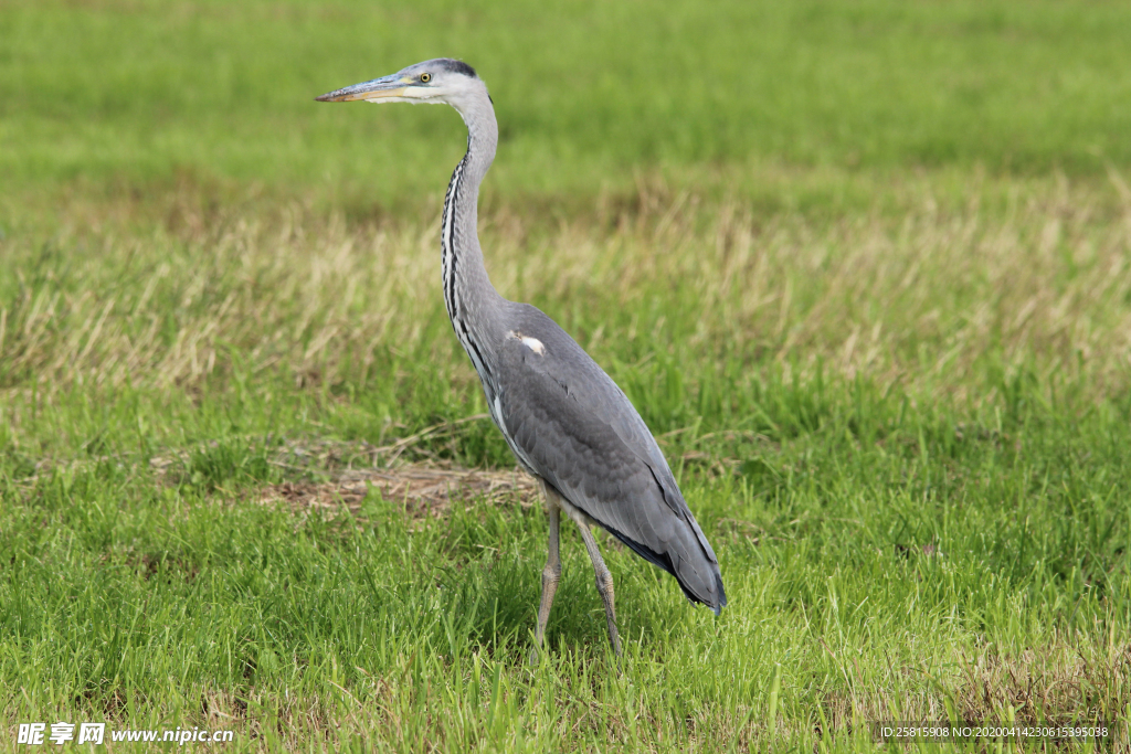 苍鹭空山鸟语图片