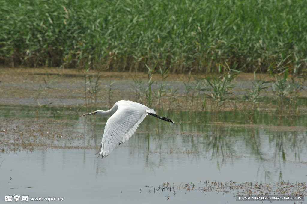 苍鹭空山鸟语图片