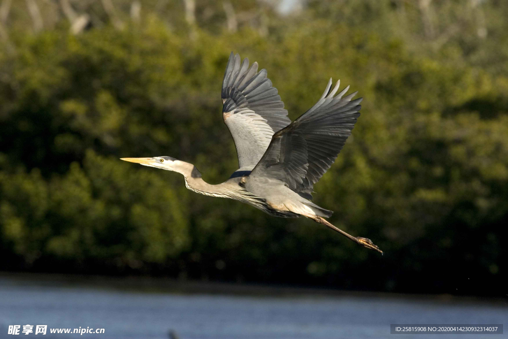 苍鹭空山鸟语图片