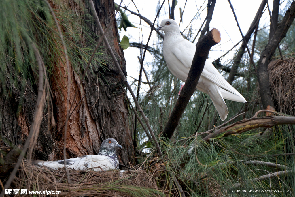 白鸽空山鸟语图片