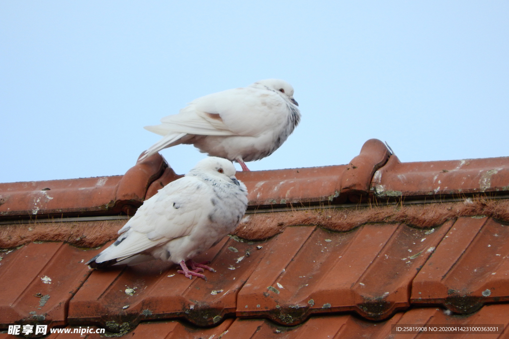 白鸽空山鸟语图片