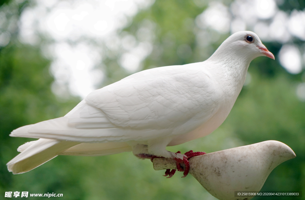 白鸽空山鸟语图片