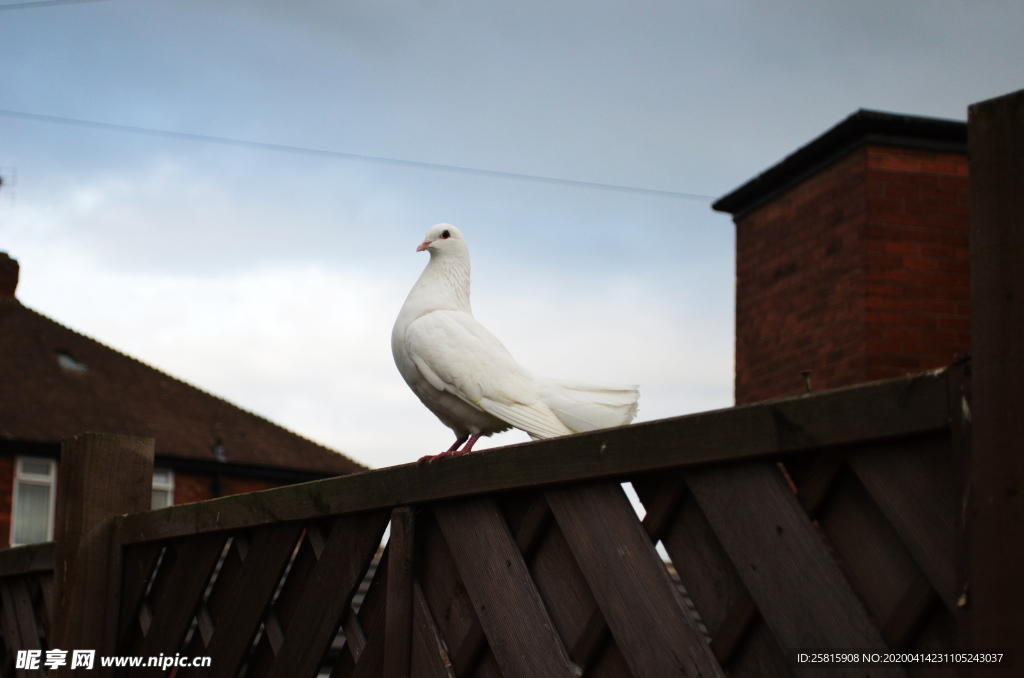 白鸽空山鸟语图片