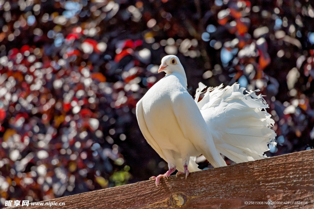 白鸽空山鸟语图片