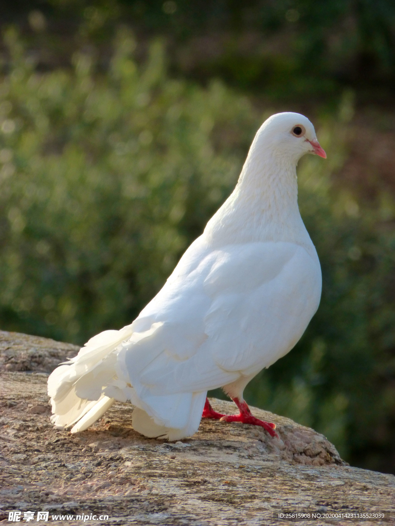 白鸽空山鸟语图片