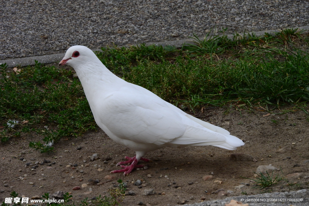 白鸽空山鸟语图片