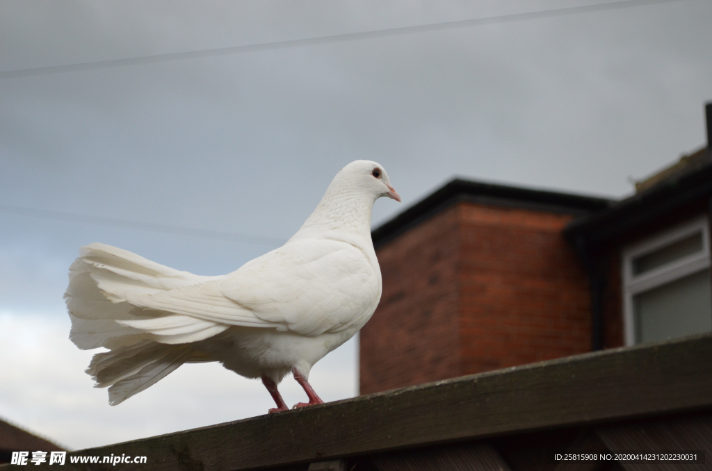 白鸽空山鸟语图片