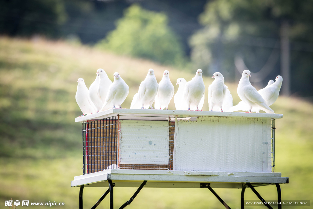 白鸽空山鸟语图片