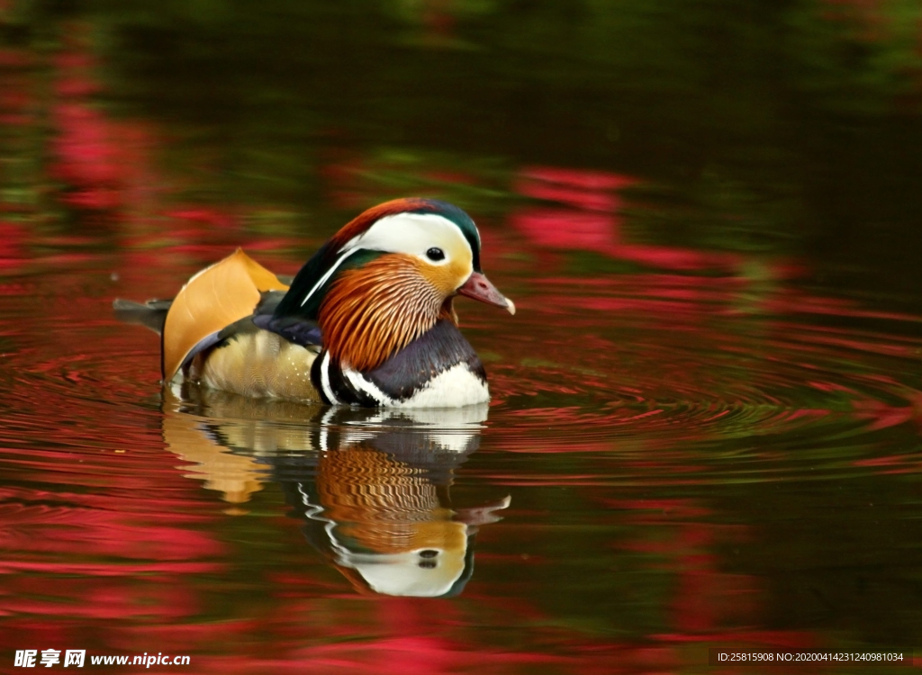 鸳鸯空山鸟语图片
