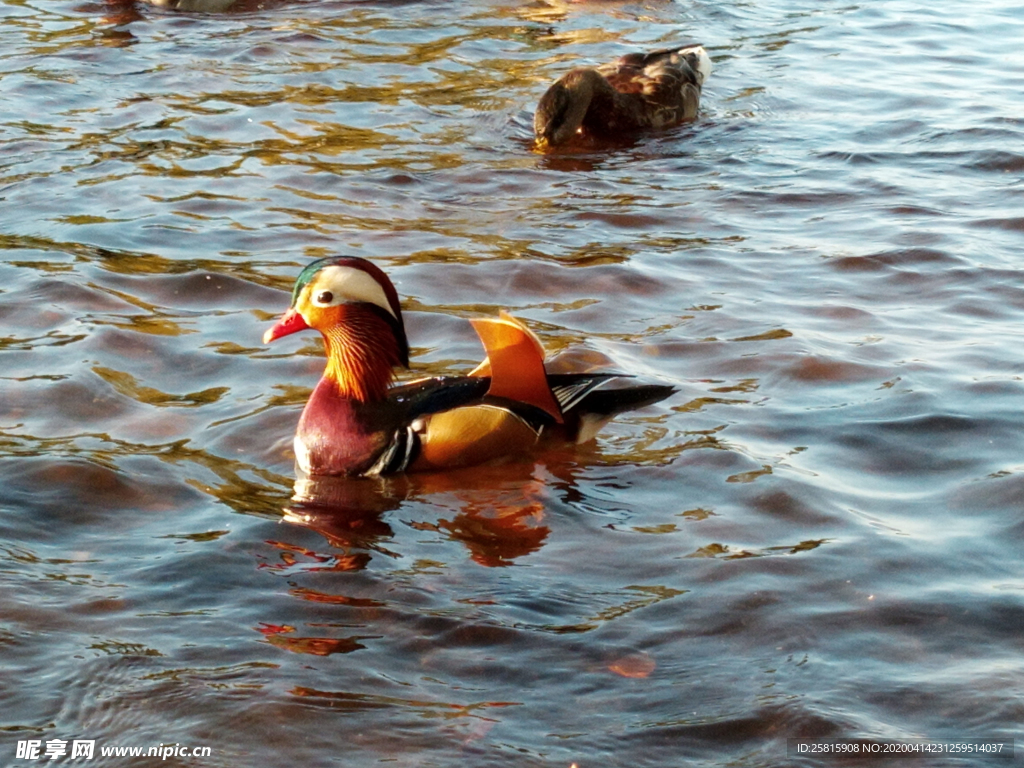 鸳鸯空山鸟语图片