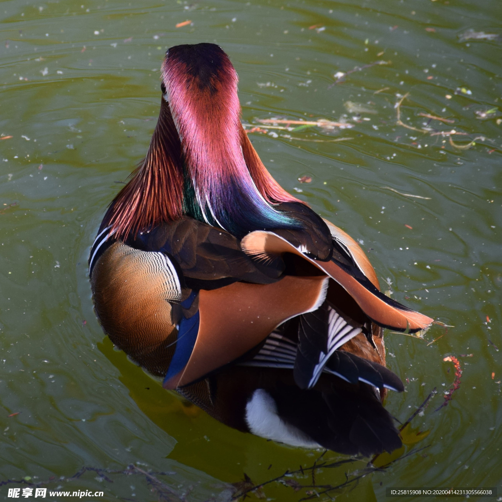 鸳鸯空山鸟语图片