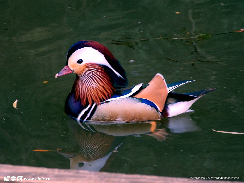鸳鸯空山鸟语图片