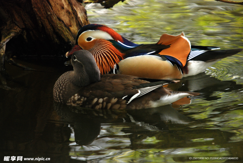 鸳鸯空山鸟语图片