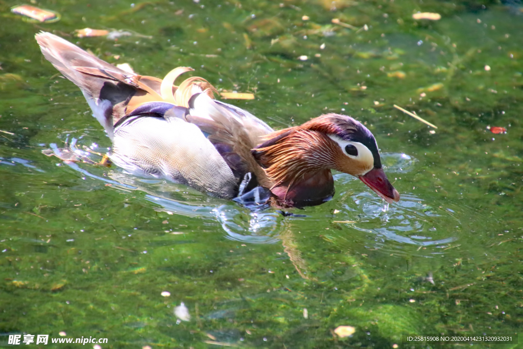 鸳鸯空山鸟语图片