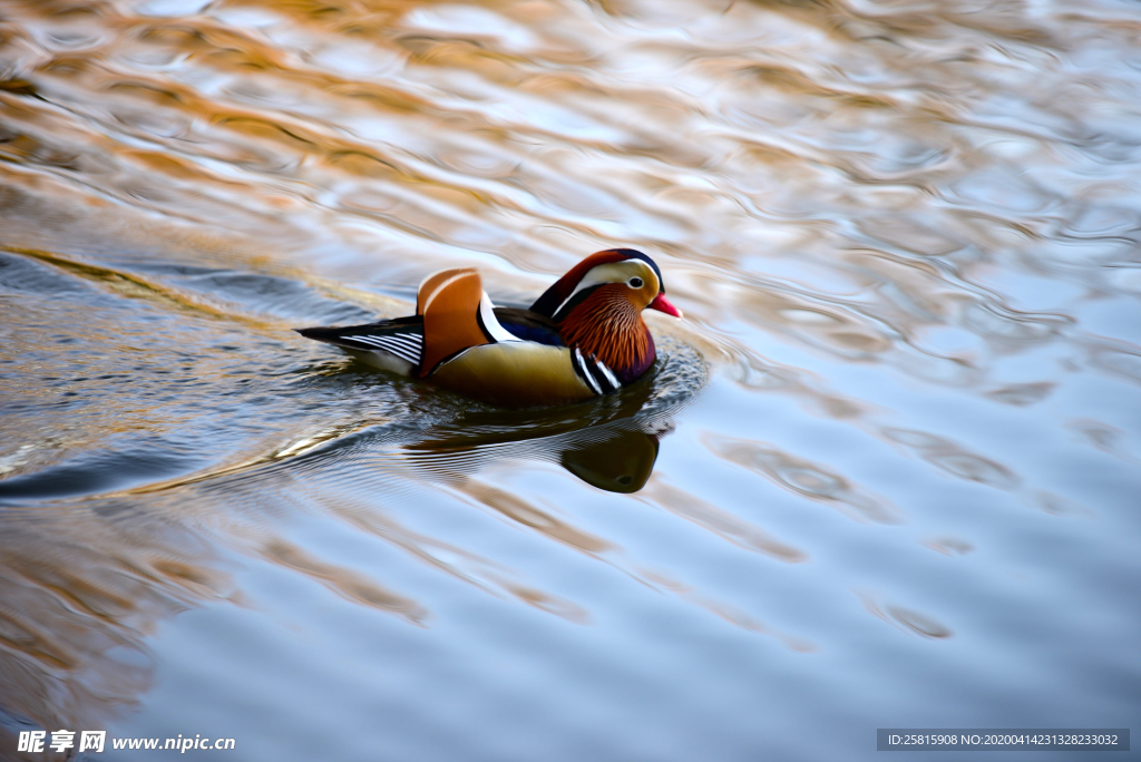 鸳鸯空山鸟语图片