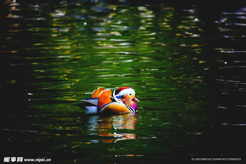 鸳鸯空山鸟语图片