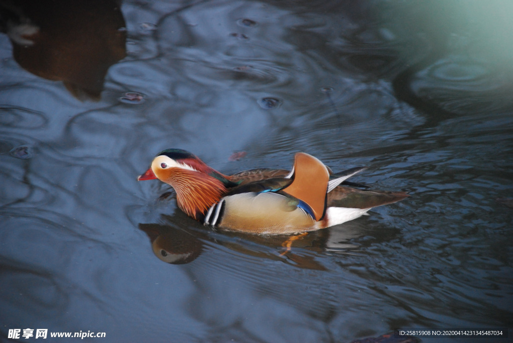 鸳鸯空山鸟语图片