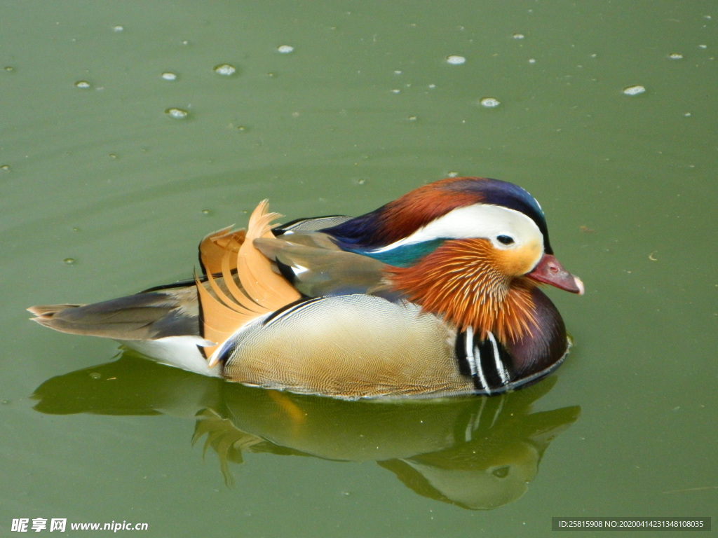 鸳鸯空山鸟语图片
