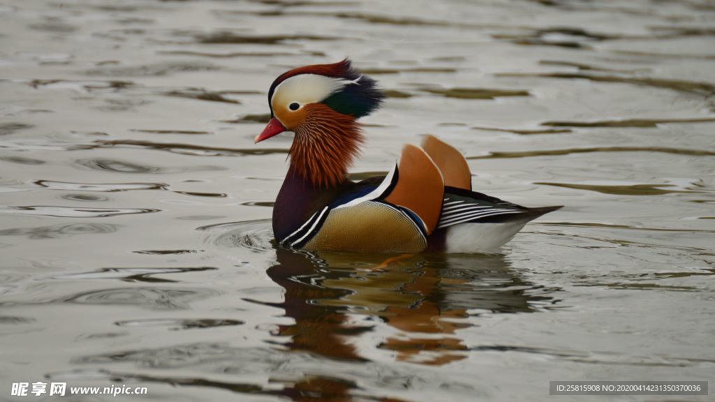 鸳鸯空山鸟语图片