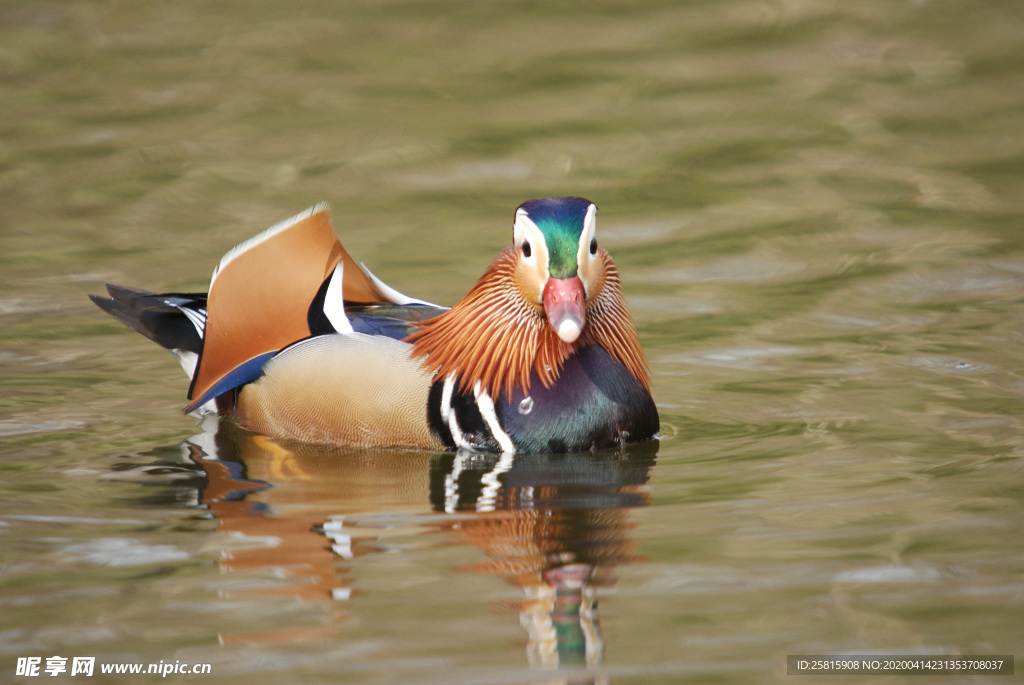 鸳鸯空山鸟语图片