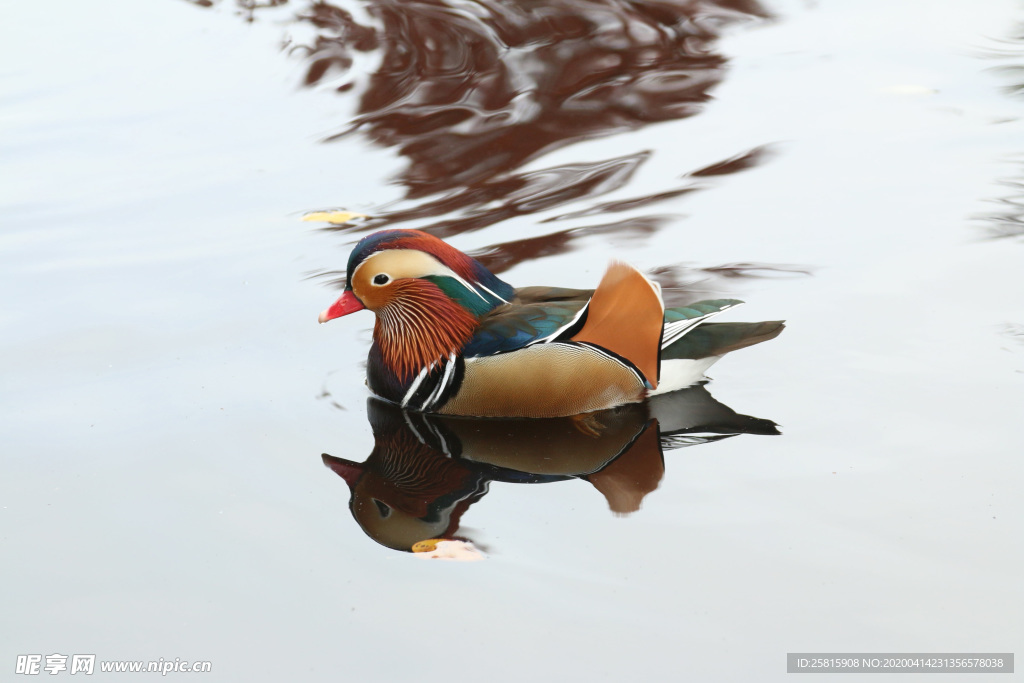 鸳鸯空山鸟语图片