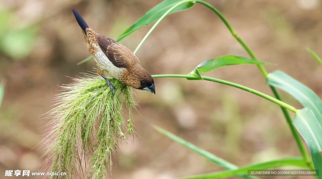 文鸟空山鸟语图片