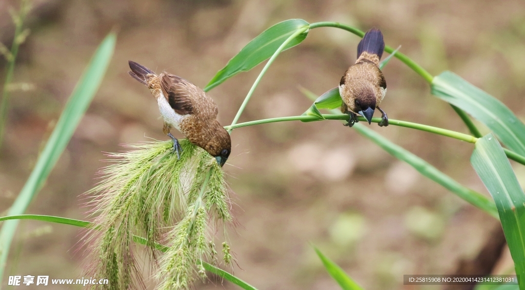 文鸟空山鸟语图片