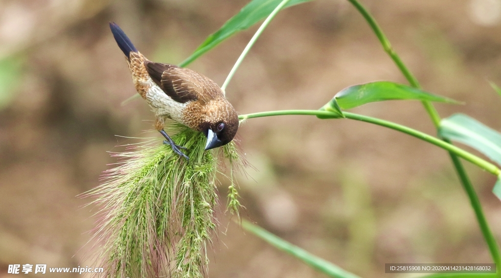 文鸟空山鸟语图片