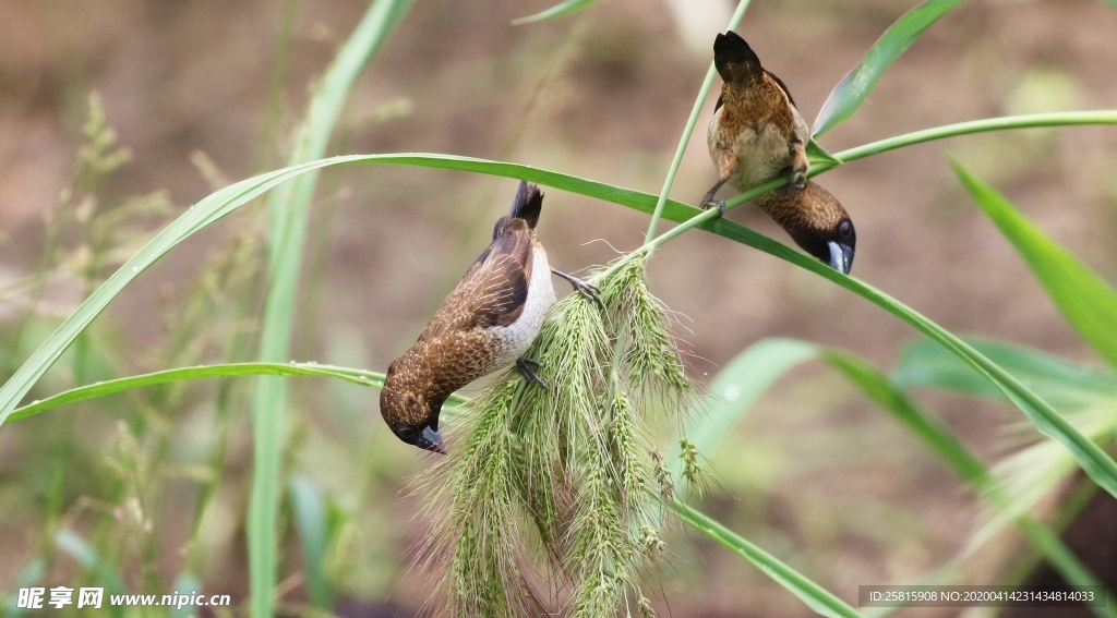 文鸟空山鸟语图片