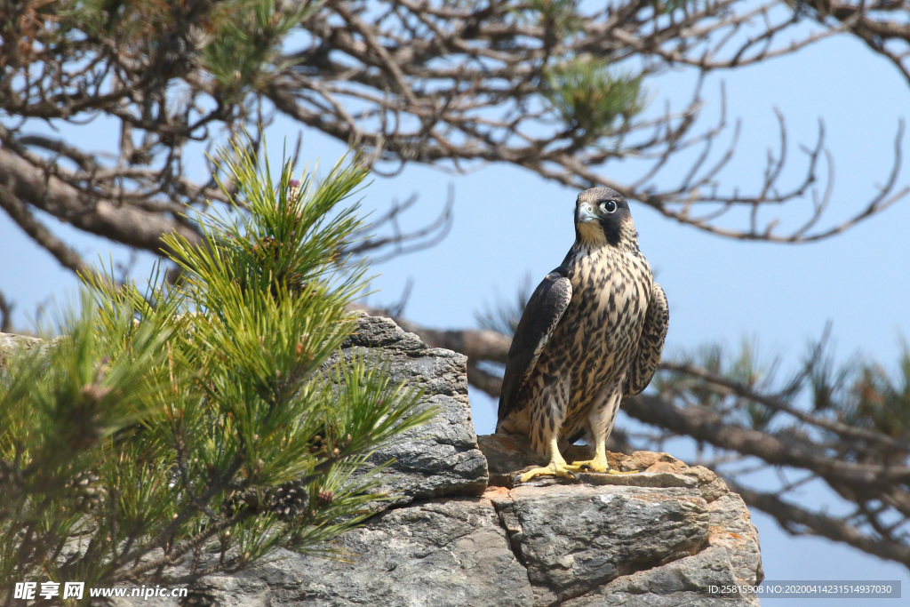 游隼空山鸟语图片