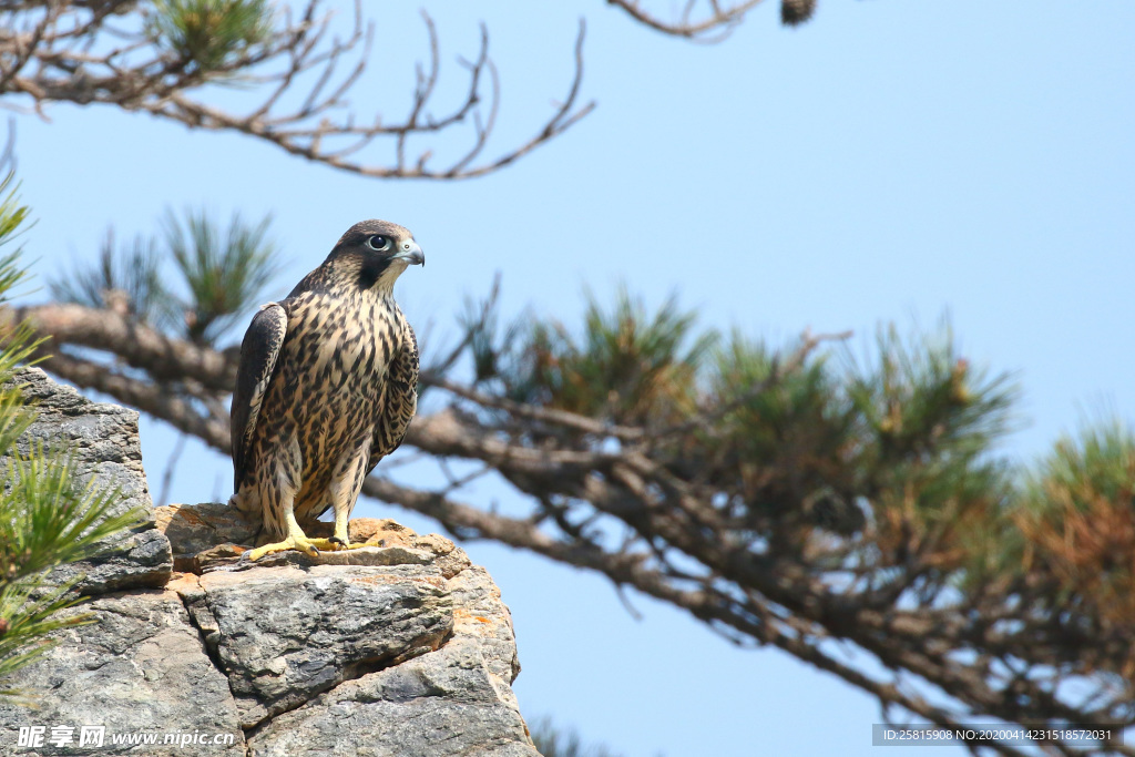 游隼空山鸟语图片