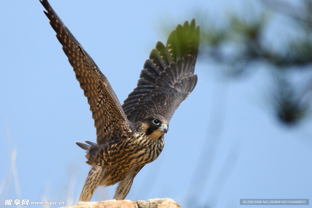游隼空山鸟语图片