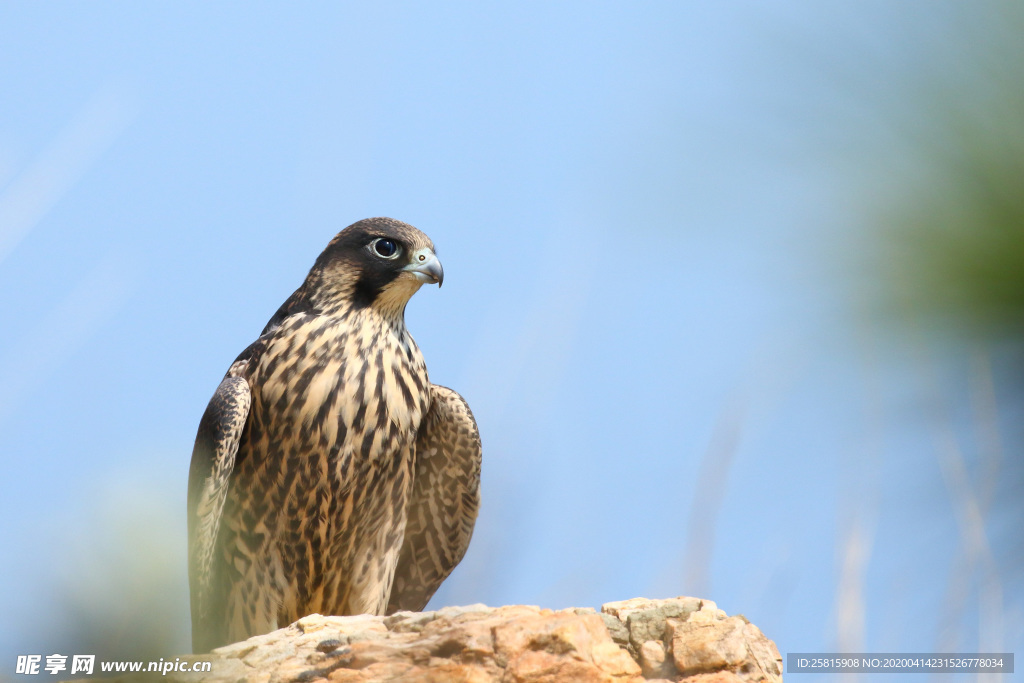 游隼空山鸟语图片
