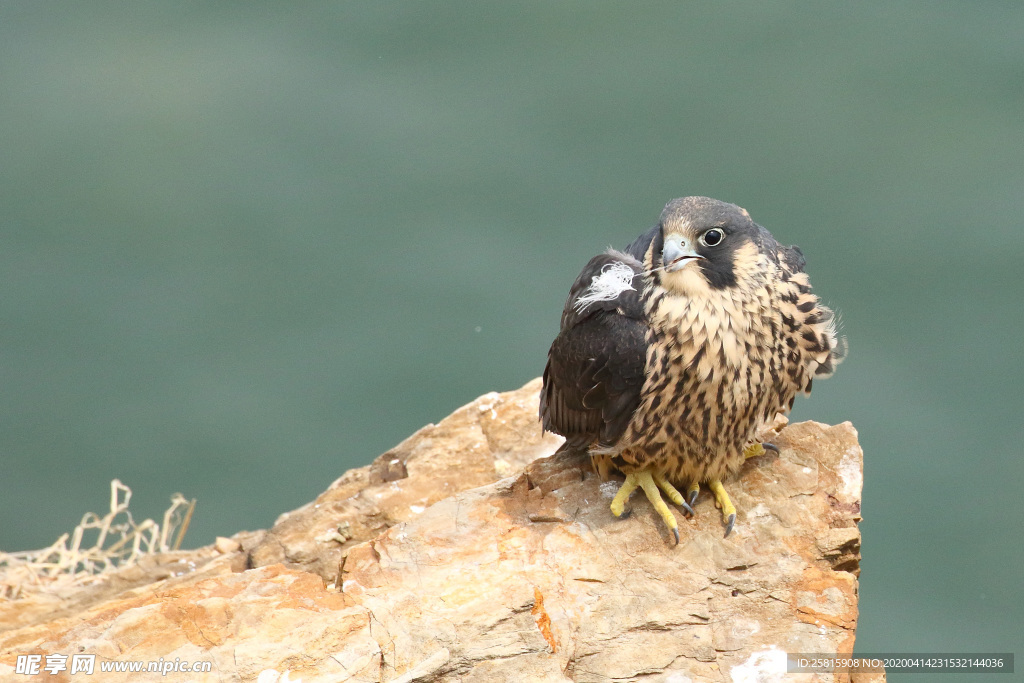 游隼空山鸟语图片