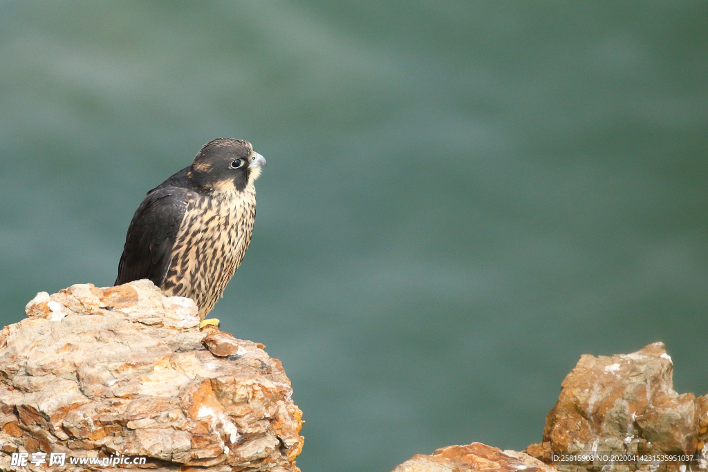 游隼空山鸟语图片