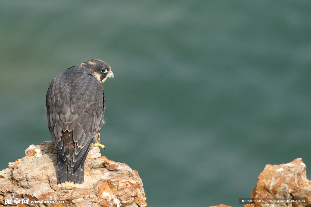 游隼空山鸟语图片