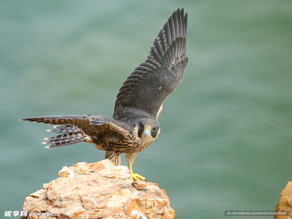 游隼空山鸟语图片