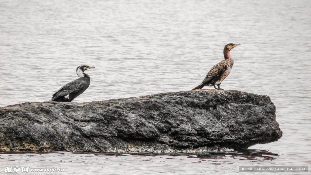 鱼鹰空山鸟语图片