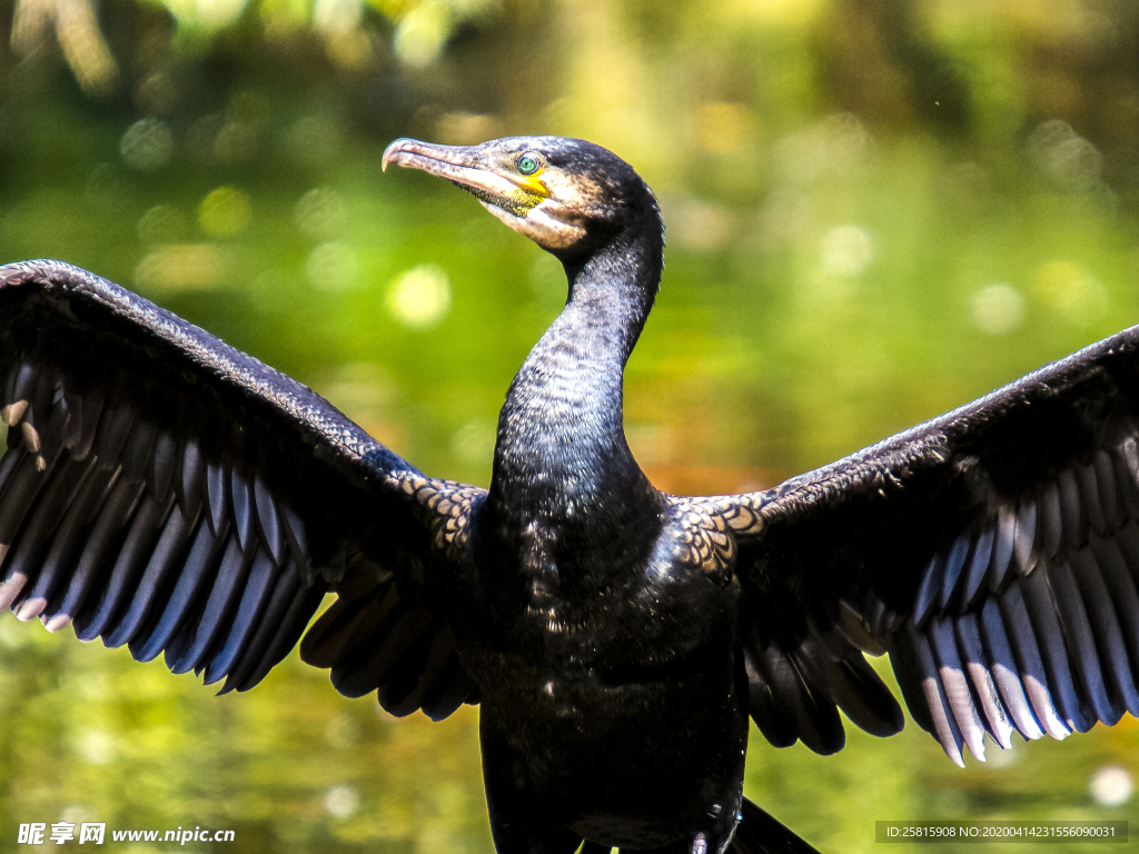 鱼鹰空山鸟语图片