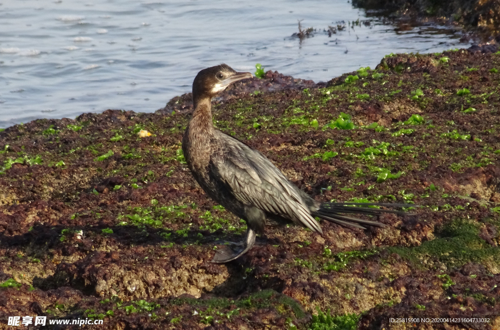 鱼鹰空山鸟语图片