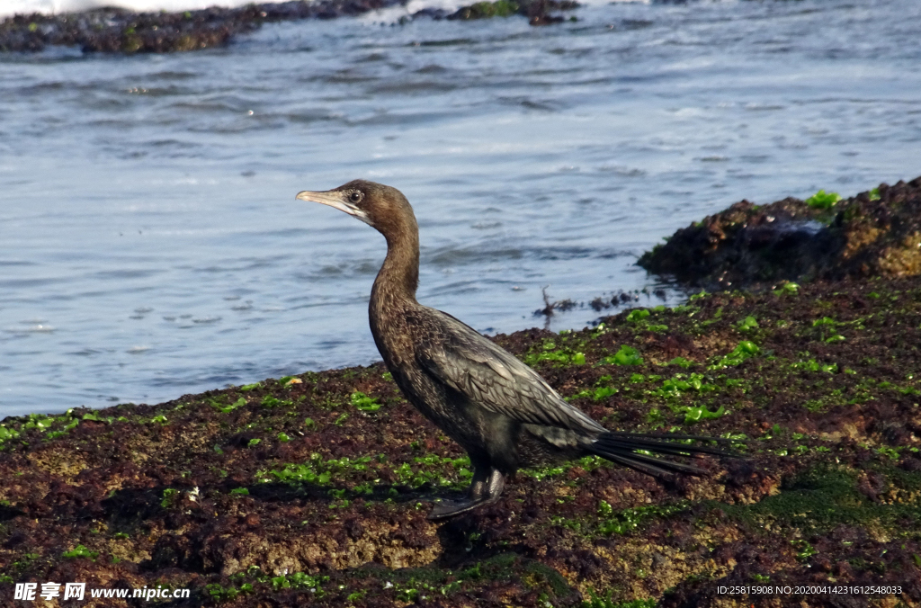 鱼鹰空山鸟语图片