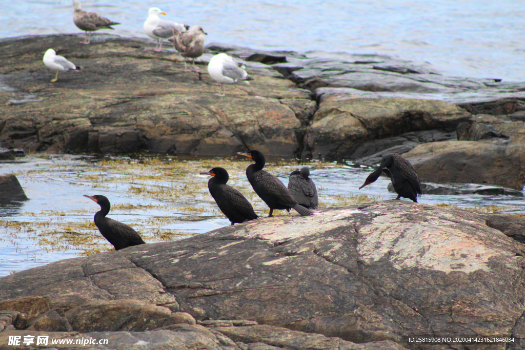 鱼鹰空山鸟语图片