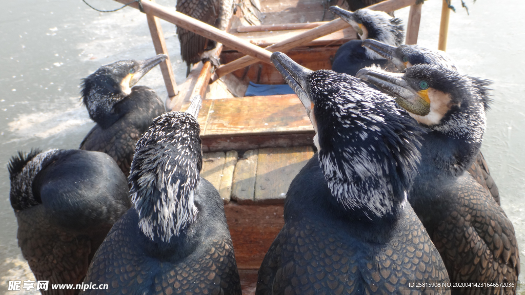 鱼鹰空山鸟语图片